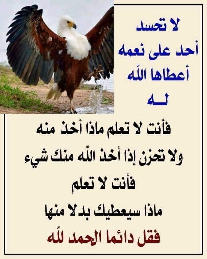محمد قفة حماده قفة Profile Picture
